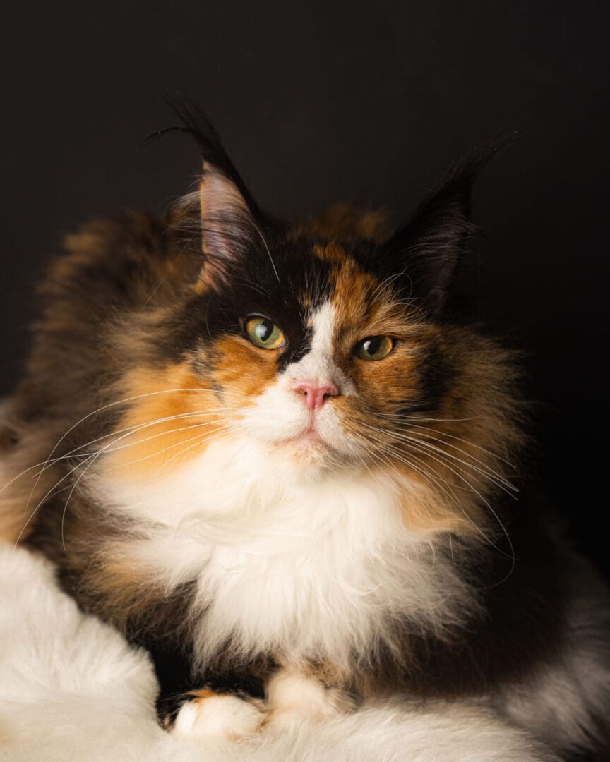 A cat sitting in the dark looking at something.