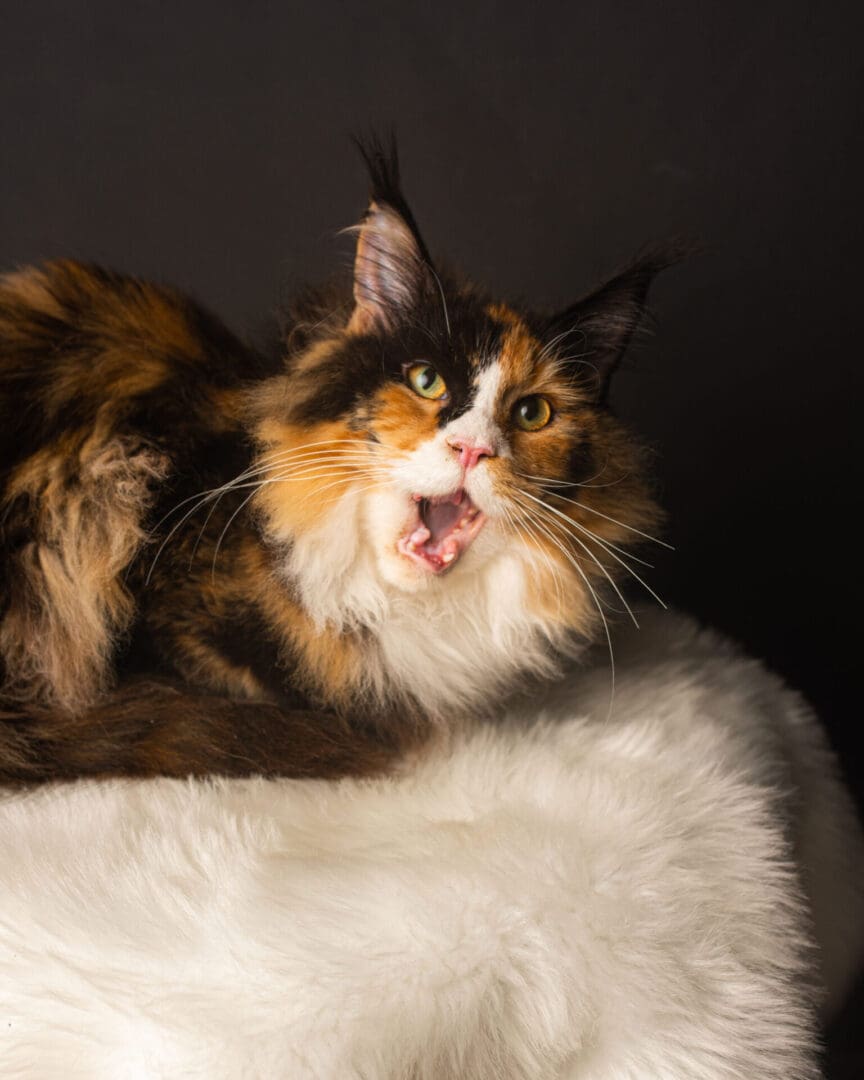 A cat laying on top of a bed with its mouth open.