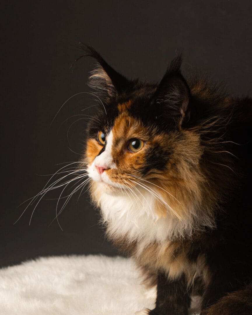 A cat sitting on top of a white blanket.