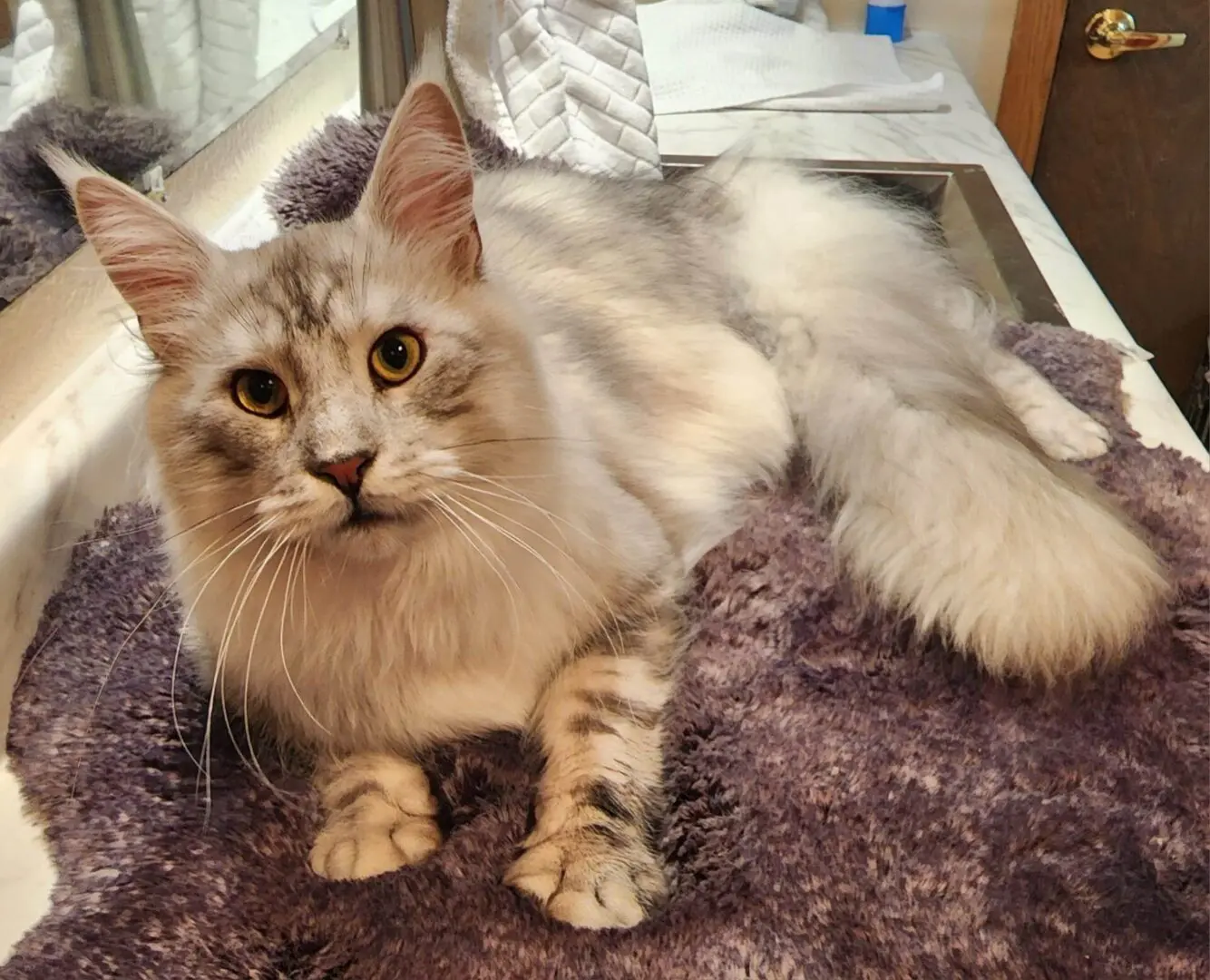 A cat is sitting on the floor looking at the camera.