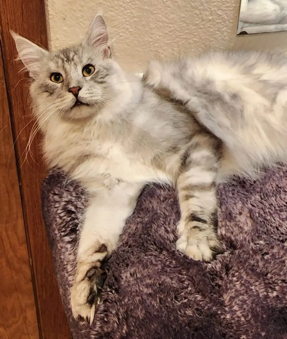 A cat is laying on the bed and looking at the camera.