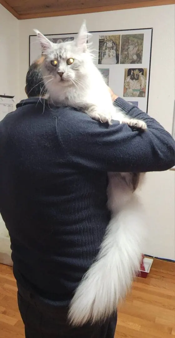 A person holding onto a white cat