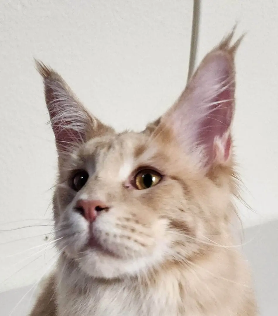 A close up of a cat with long ears