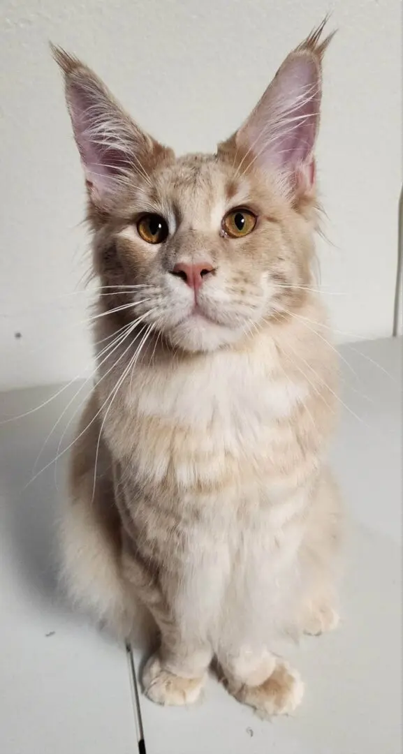 A cat sitting on top of a table.