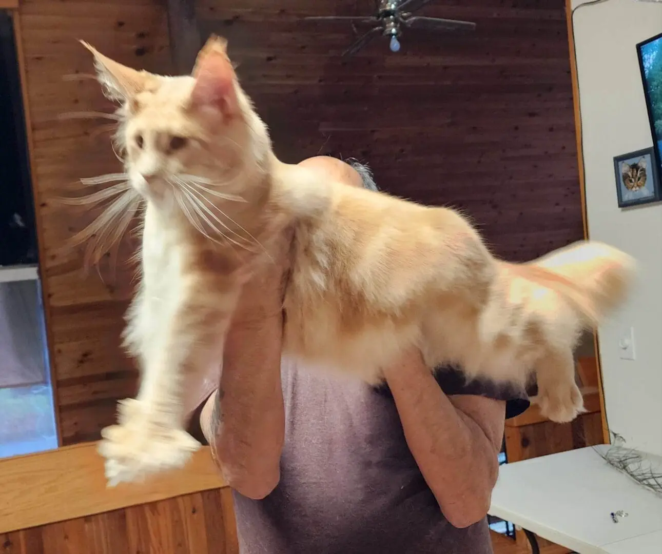 A person holding a cat on their back