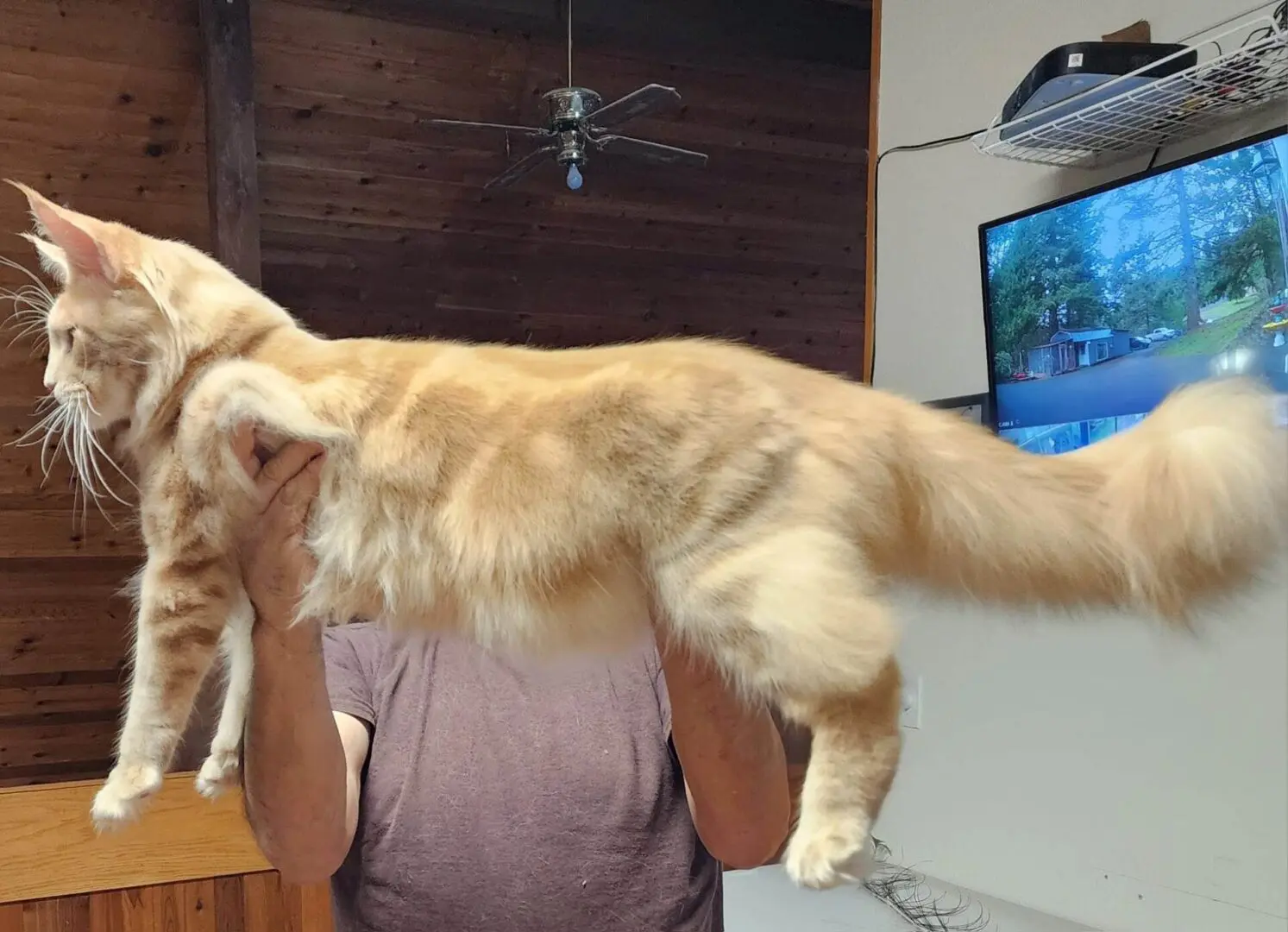 A cat is being held up by its owner.