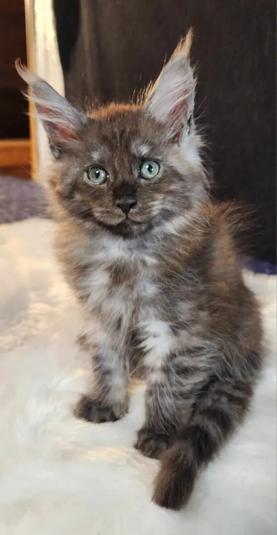 A fluffy cat sitting on top of a blanket.