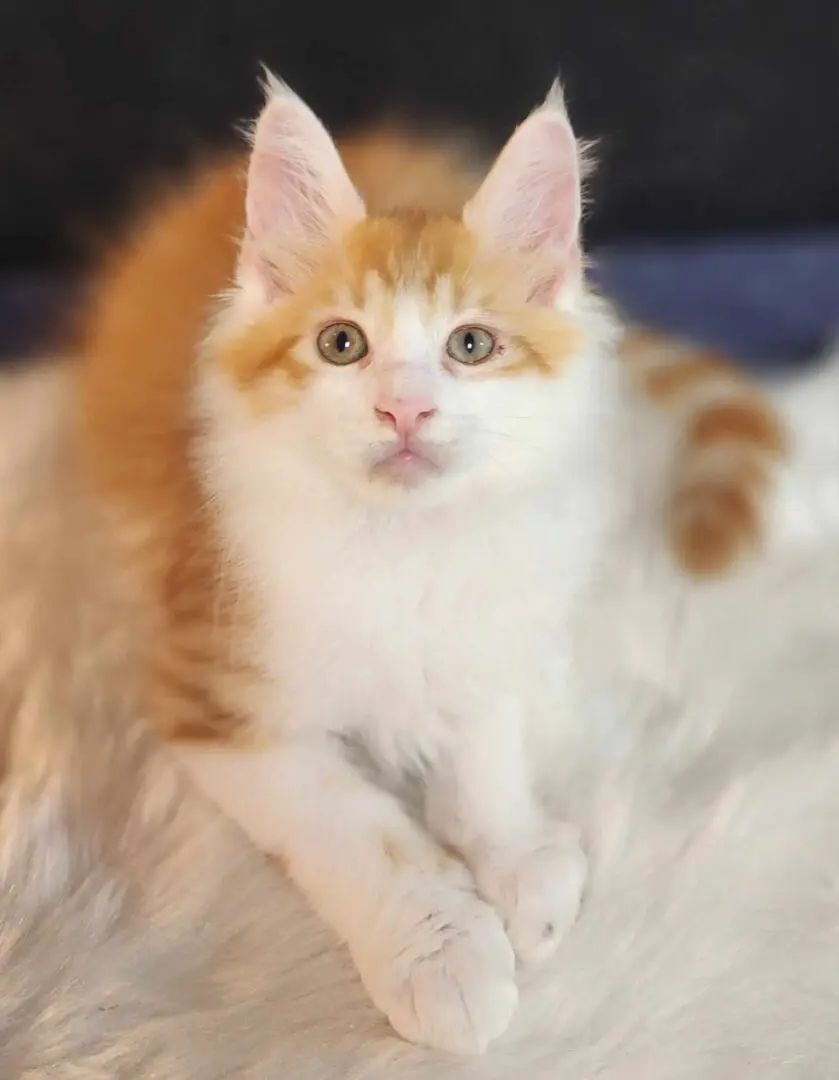 A cat that is sitting on top of a blanket.