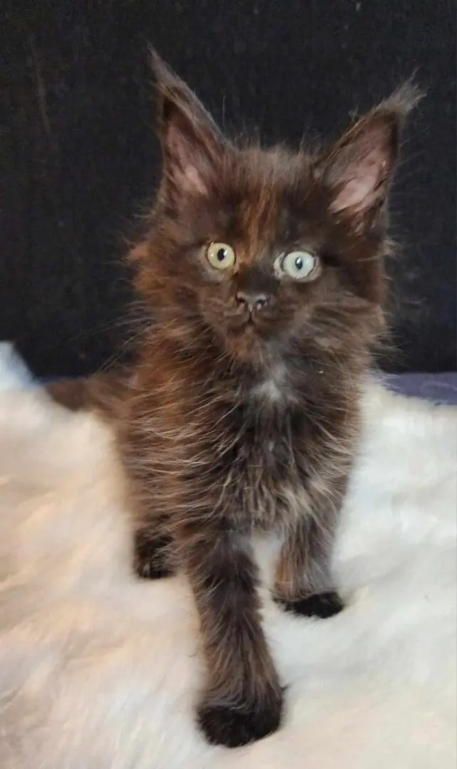 A fluffy cat with big eyes standing on top of a blanket.