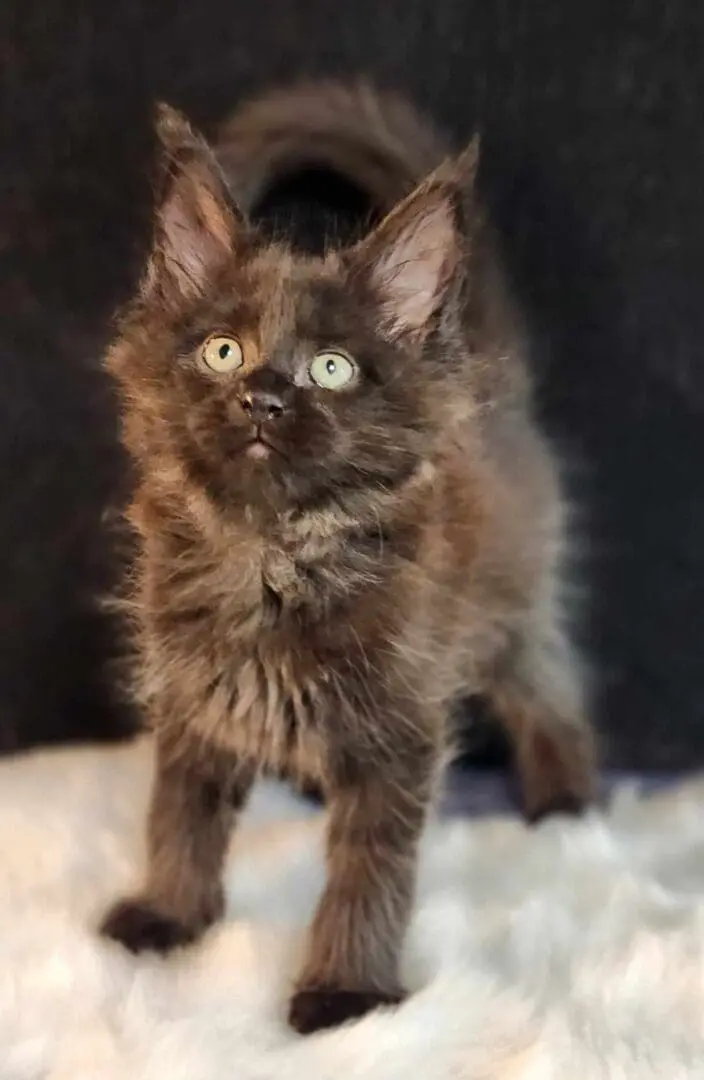 A cat standing on top of a pile of fur.