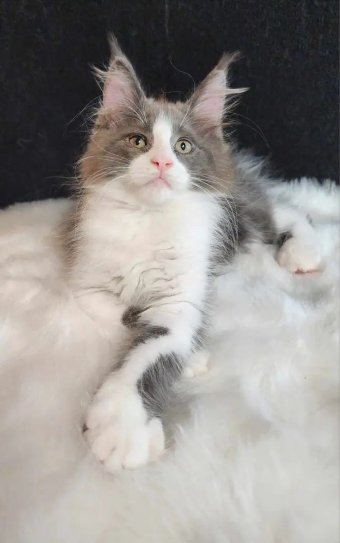 A fluffy cat is sitting on top of the fur.