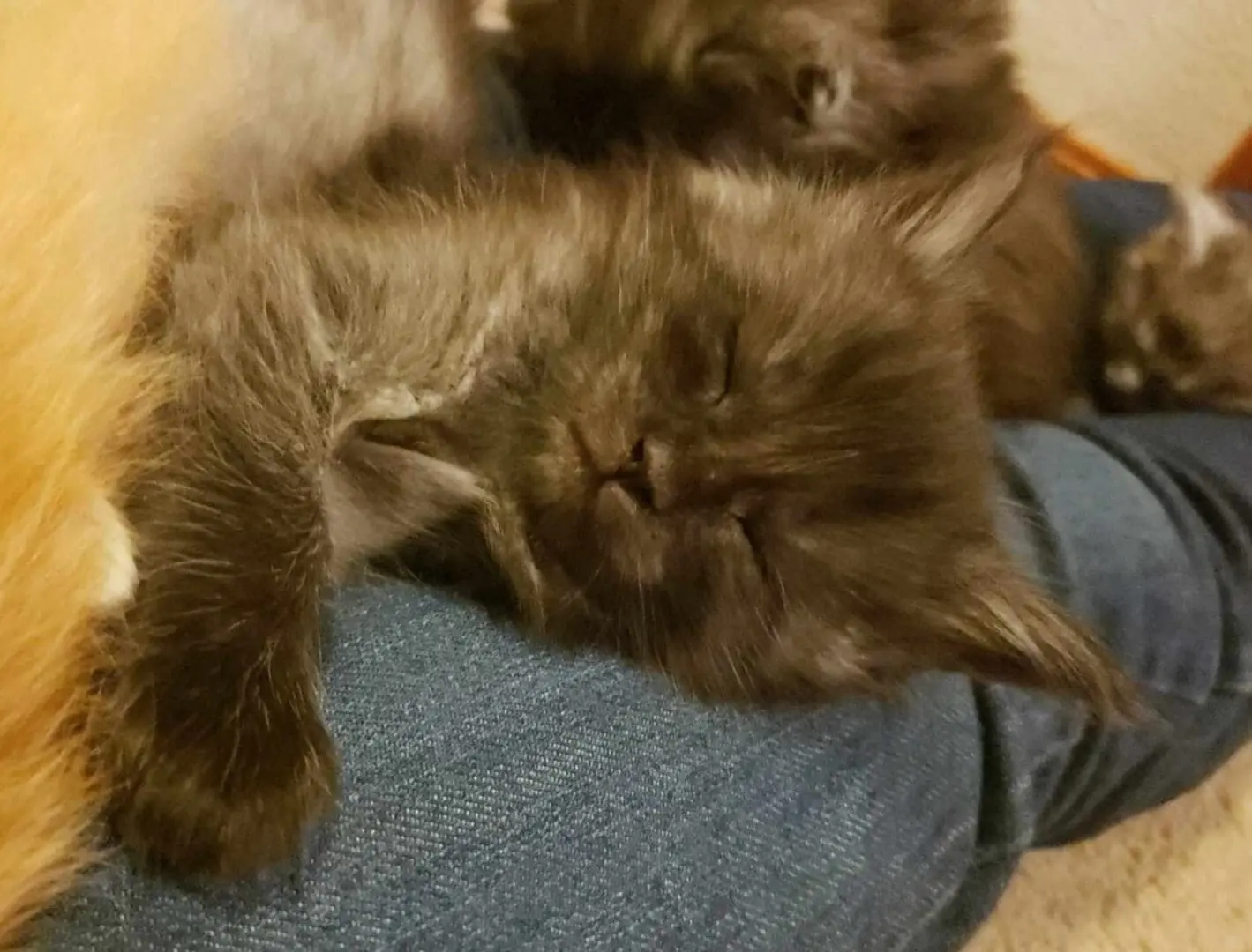 Two cats sleeping on a blue pillow.