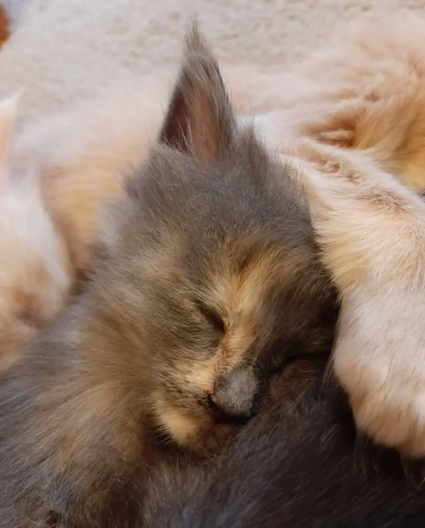 A cat sleeping on top of another cat.