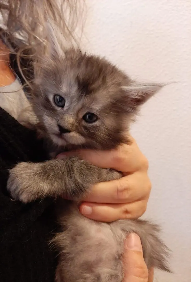 A person holding a cat in their arms.