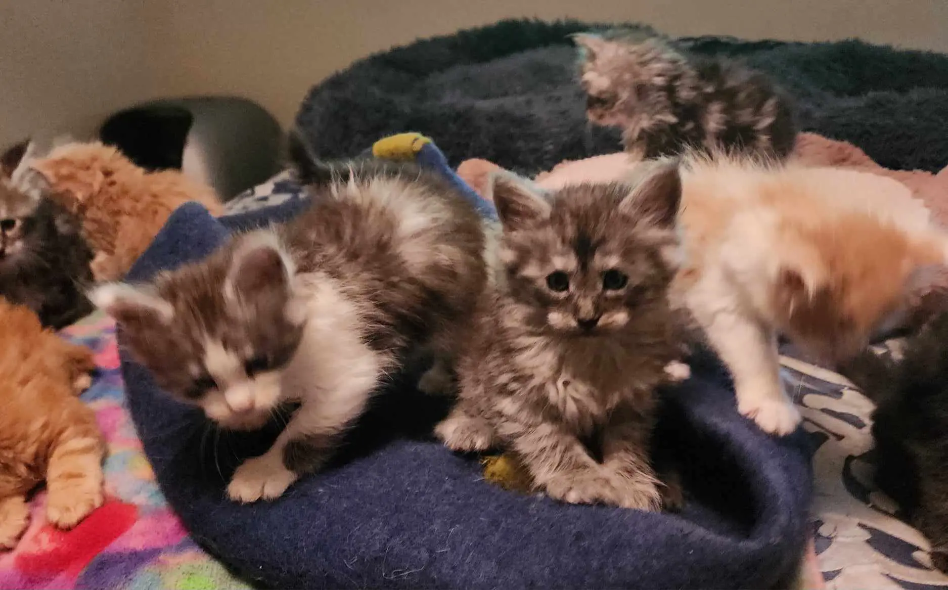 A group of kittens sitting on top of a blanket.