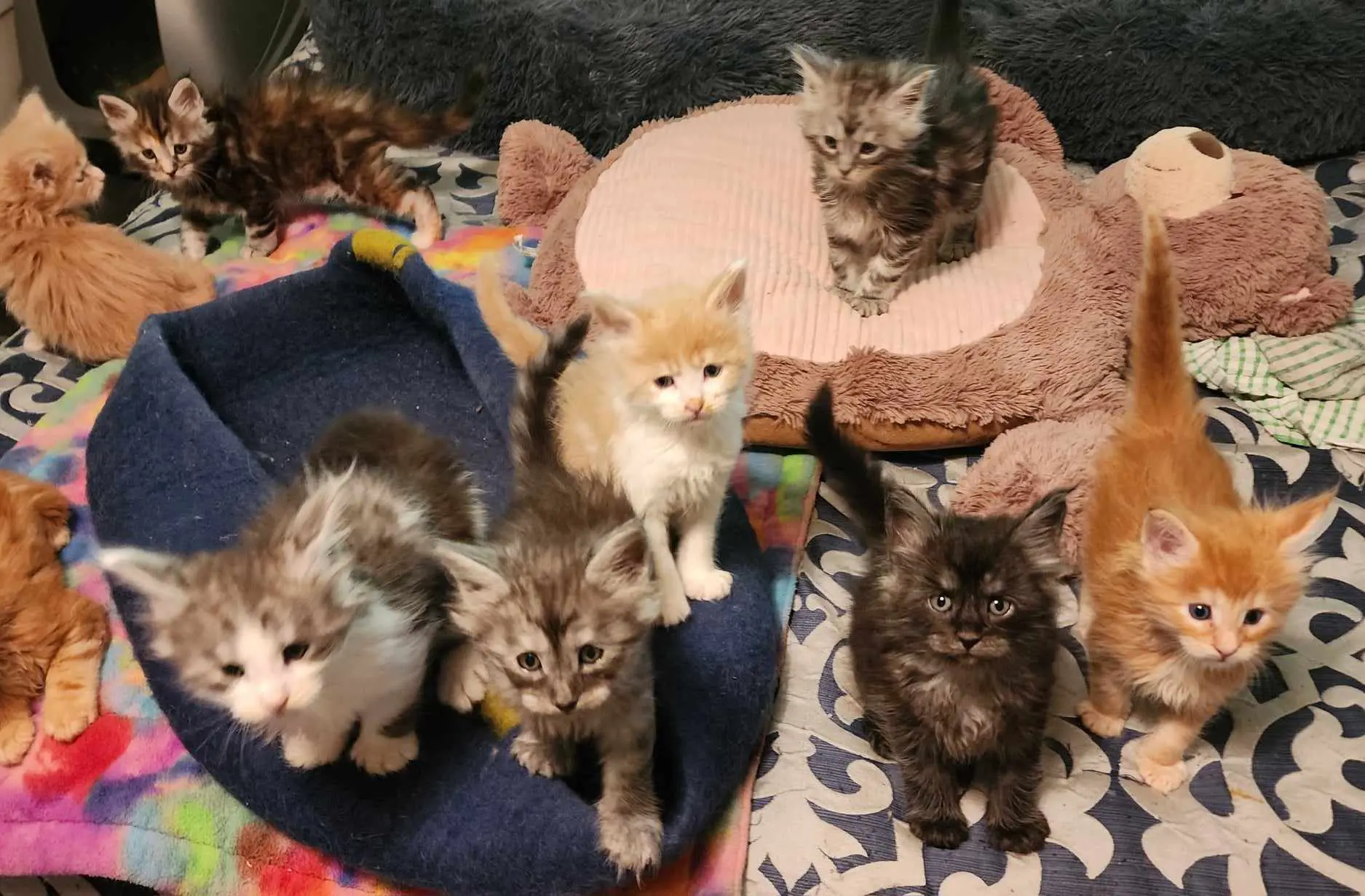 A group of kittens sitting on top of a bed.