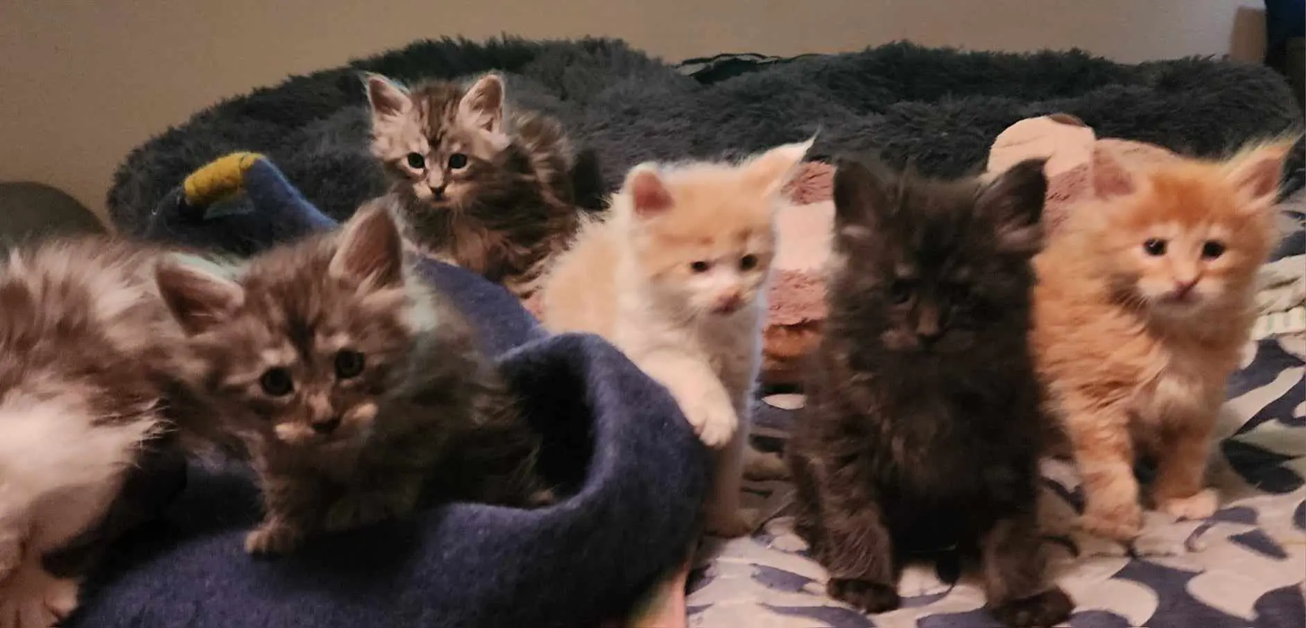 A group of kittens sitting next to each other.