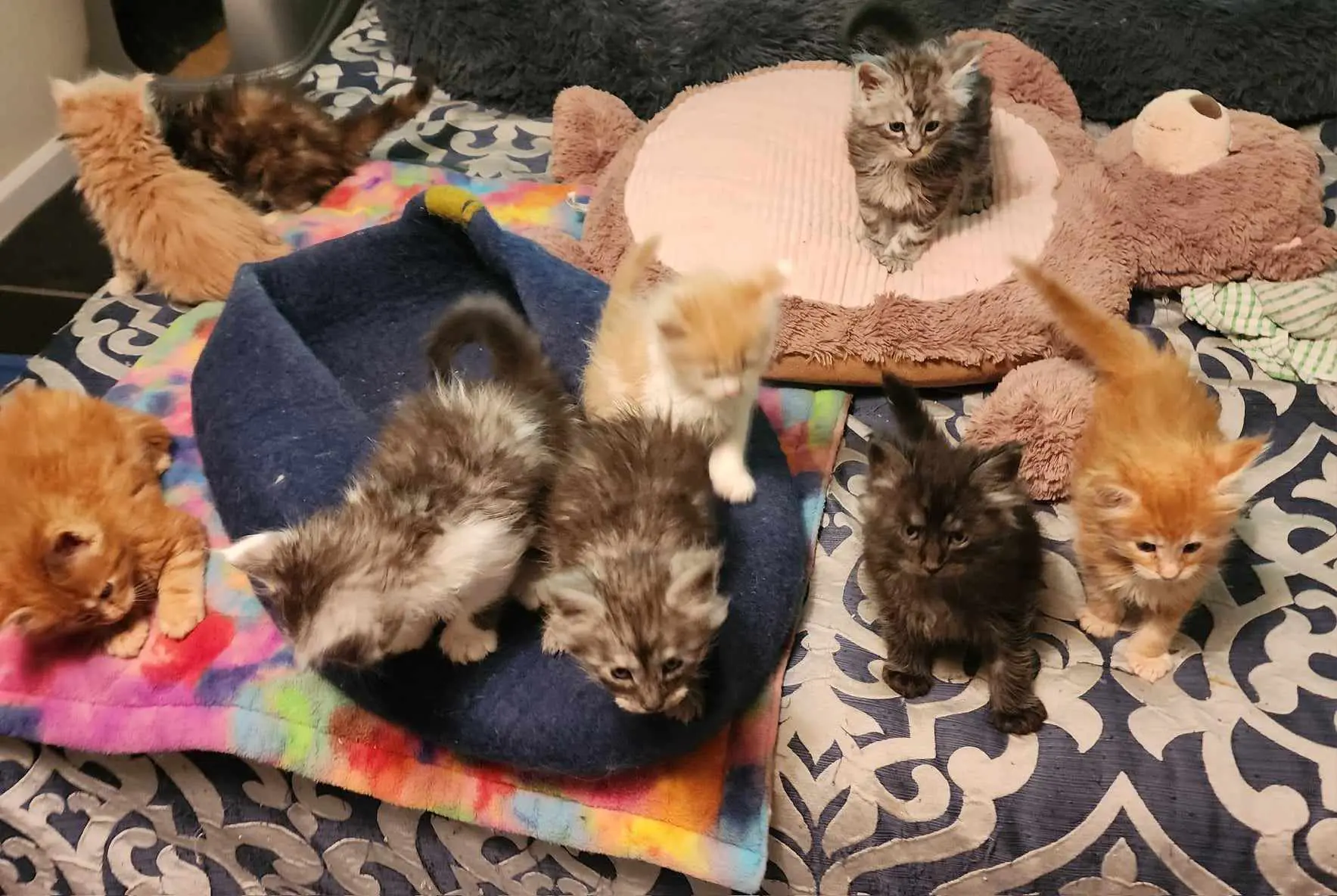 A group of kittens laying on top of a bed.