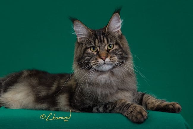 A cat sitting on top of a green couch.