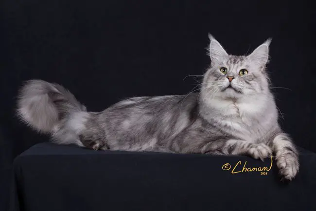 Two cats laying on a black surface with one cat looking at the camera.