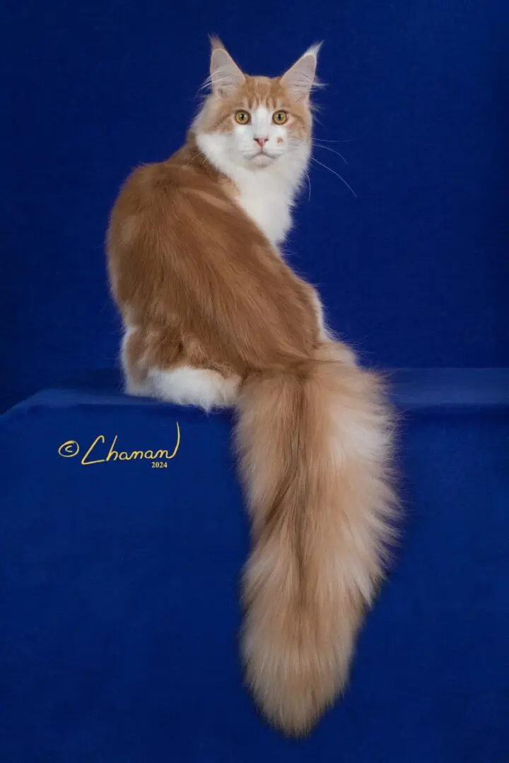 White and brown Maine Coon cat with long tail.