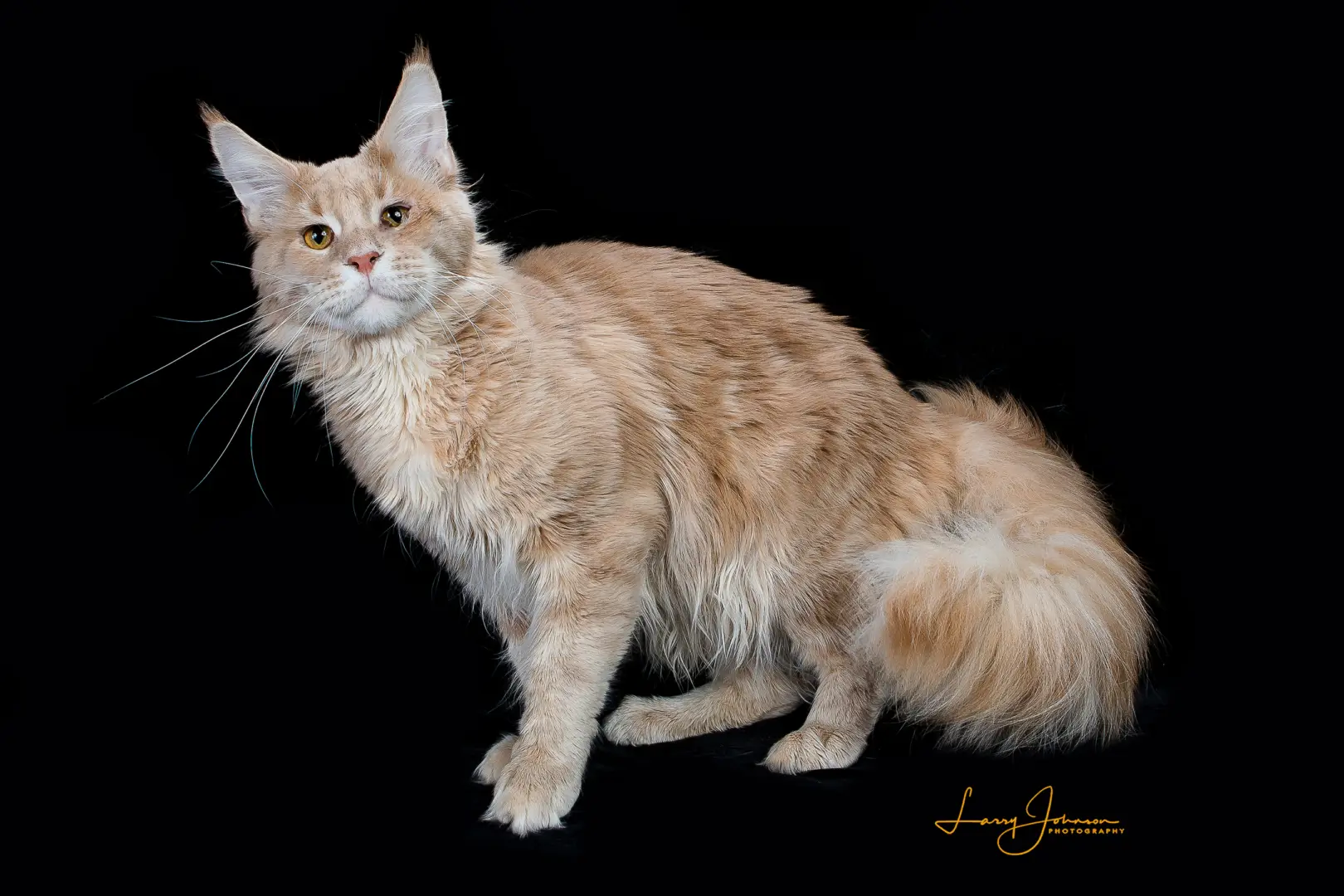 A cat that is sitting on the ground.