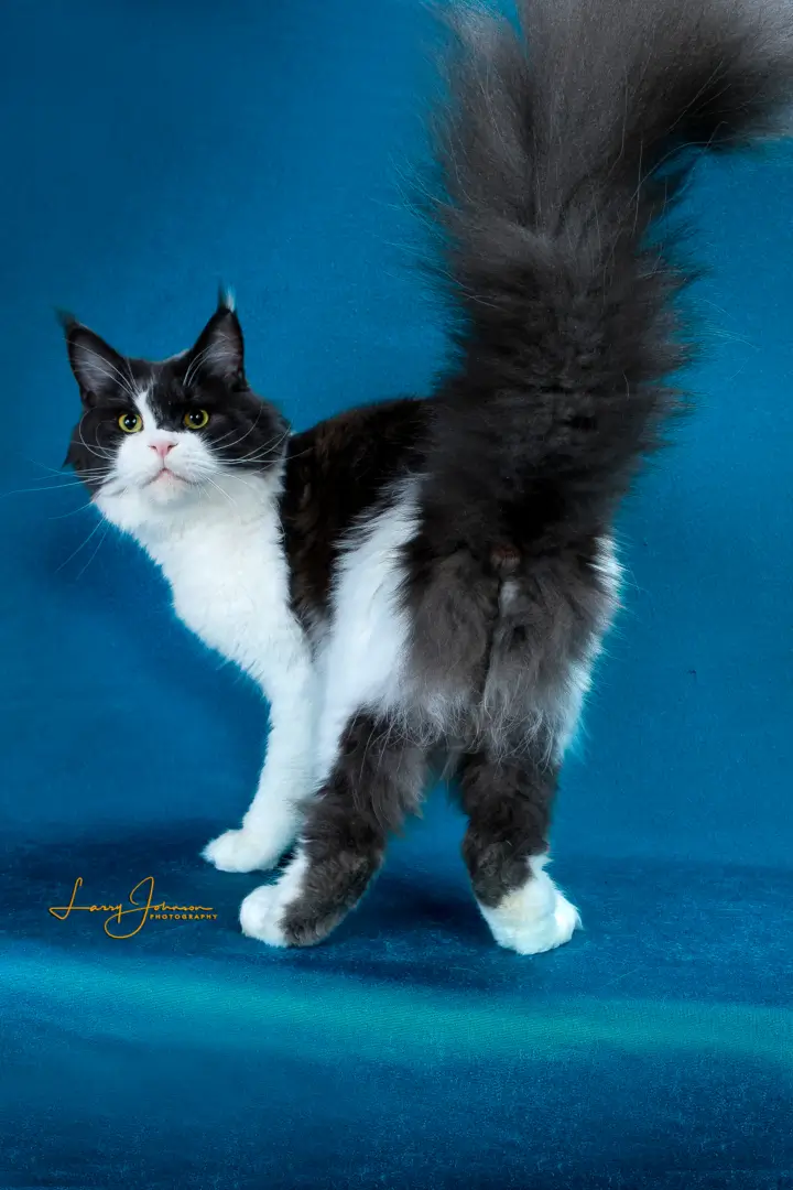 A black and white cat standing on top of blue background.