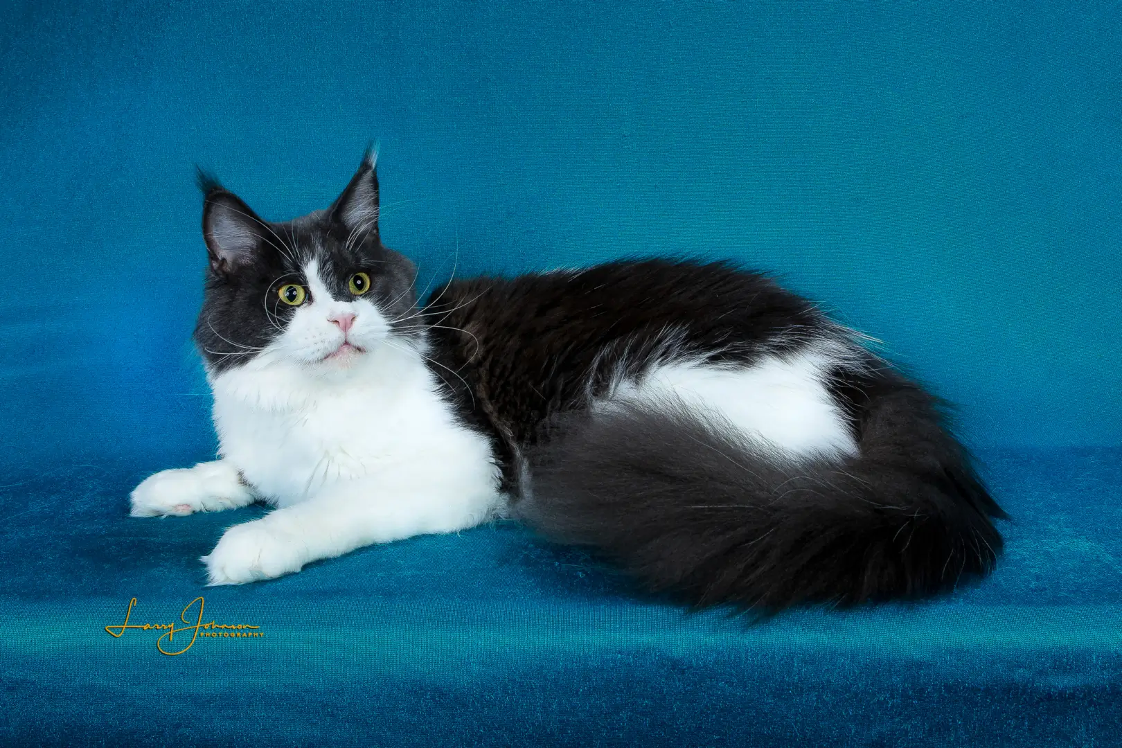 A black and white cat is sitting on the couch