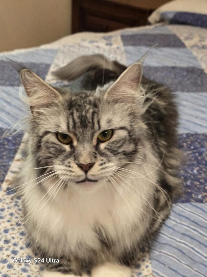 A fluffy tabby cat resting on a patterned quilt.