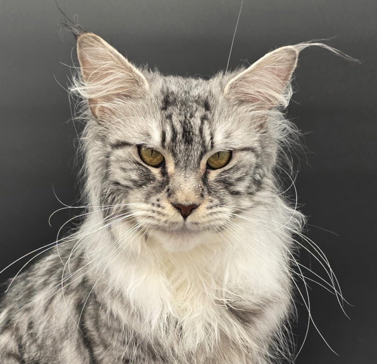 Close-up of a serious-looking silver tabby cat with fluffy fur.