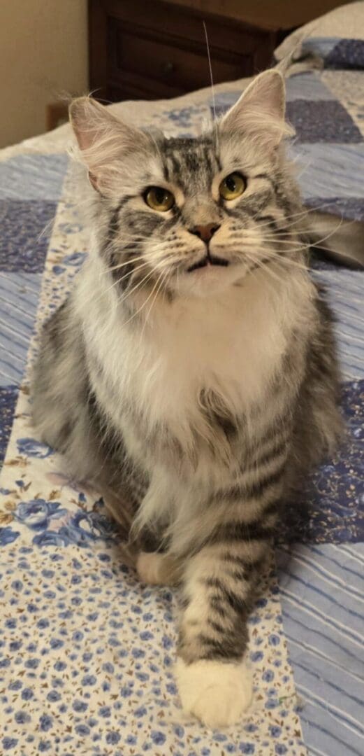 Fluffy gray and white cat sitting on a patterned blanket.