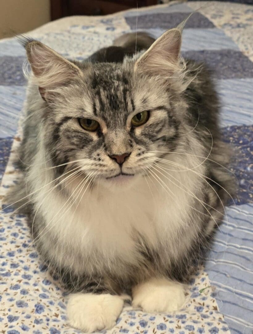 A fluffy gray and white cat with striking eyes rests on a blanket.
