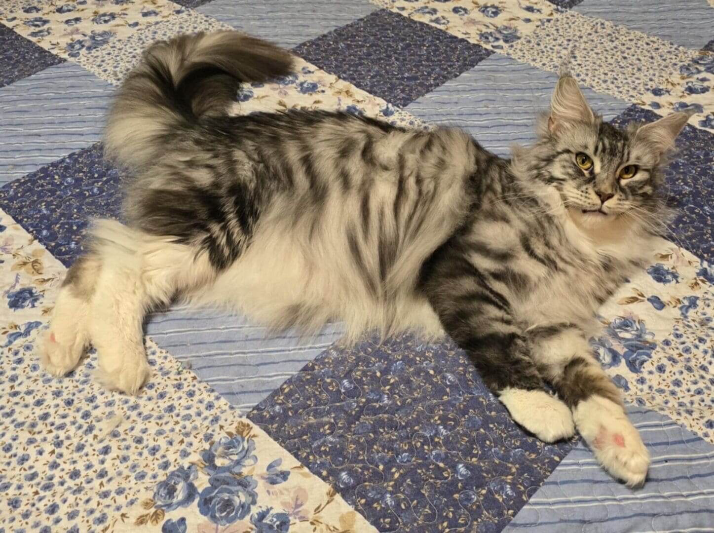Fluffy tabby cat lounging on a blue and white quilt.