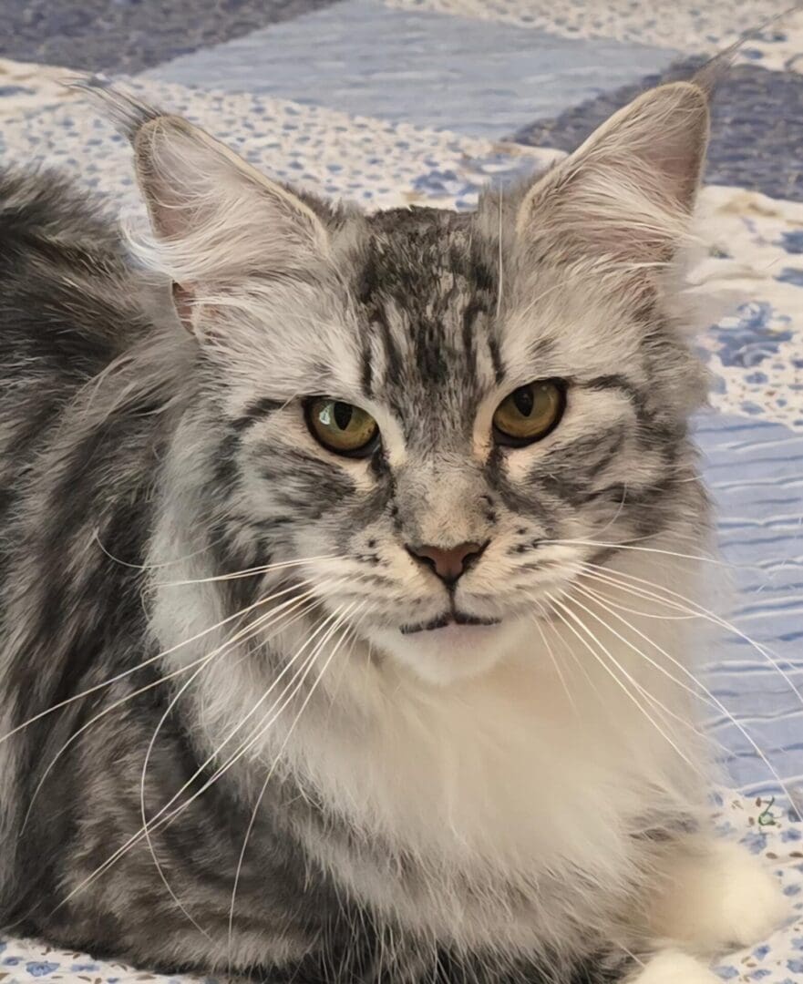 Close-up of a majestic gray and white long-haired cat with striking eyes.