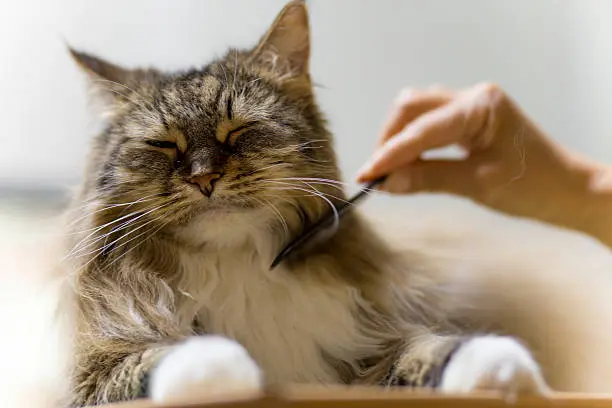Brown Maine Coon Being Groomed
