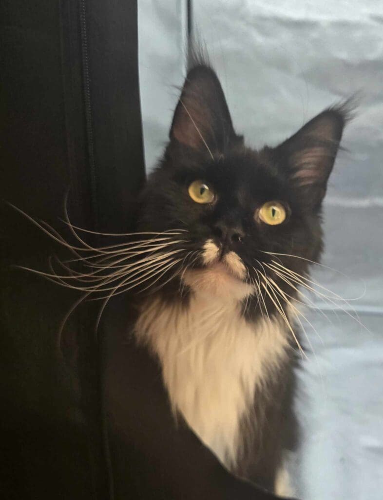 Close-up of Heather, a black-and-white Maine Coon with golden eyes and long white whiskers.