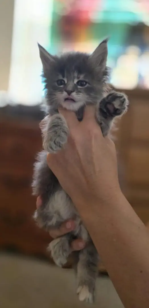 blue girl maine coon kitten