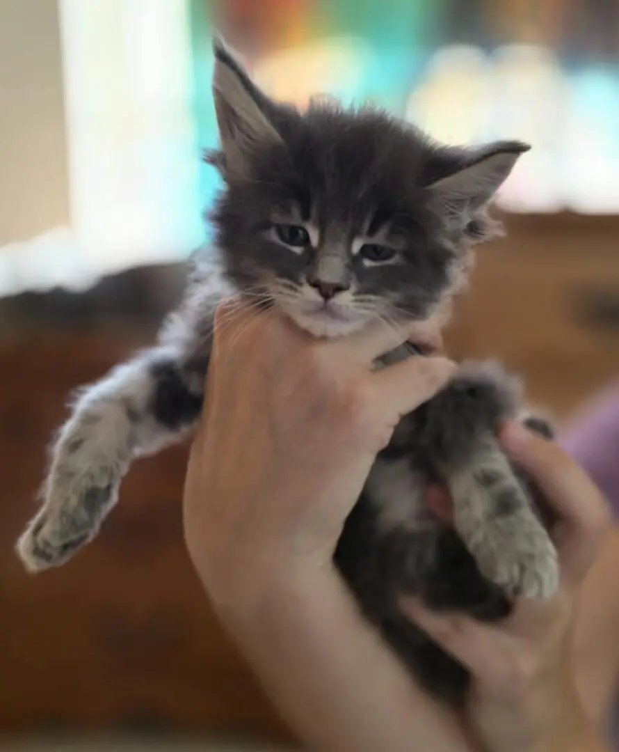 blue boy maine coon kitten