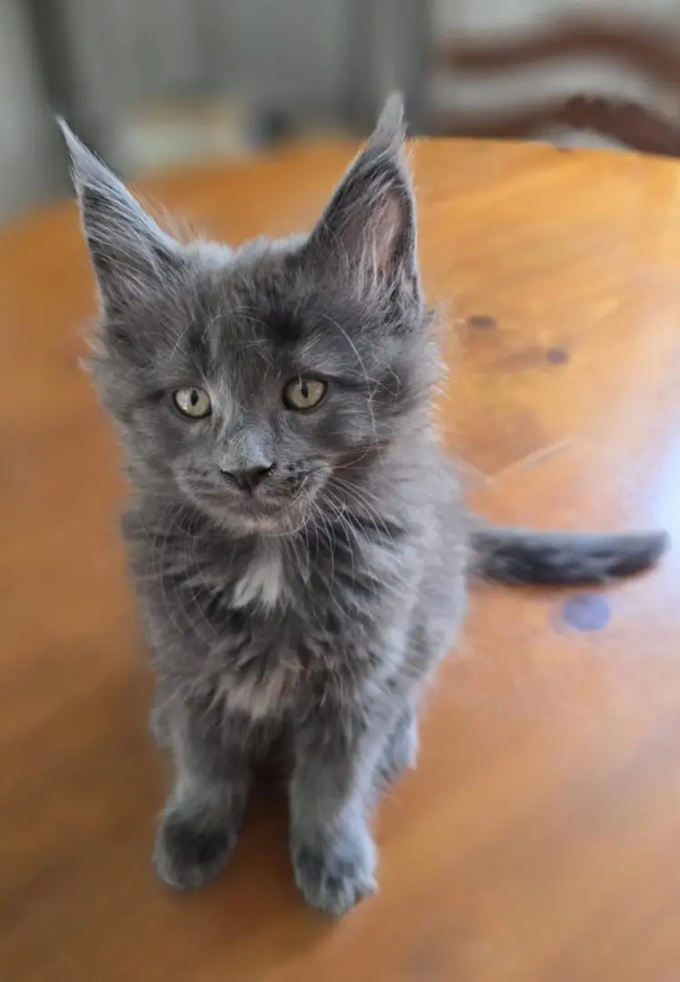 blue with white maine coon kitten