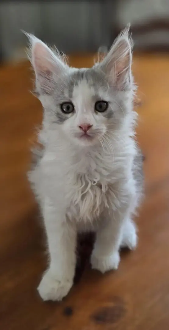 black smoke and white maine coon kitten