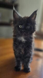 black smoke maine coon kitten
