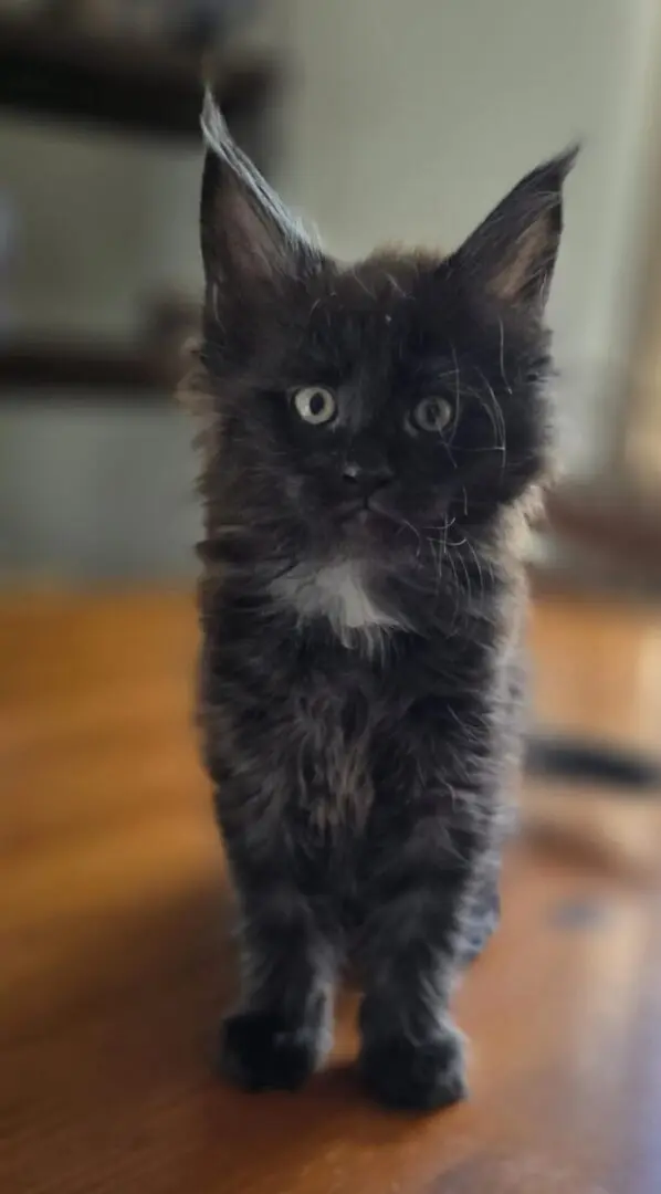 black smoke maine coon kitten