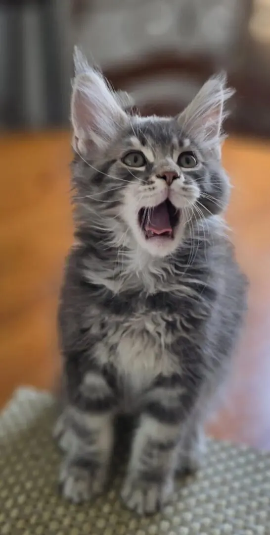Blue tabby maine coon kitten