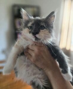 female calico dilute maine coon kitten