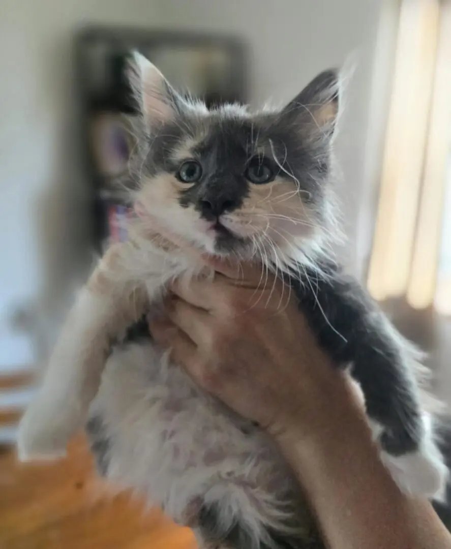 female calico dilute maine coon kitten