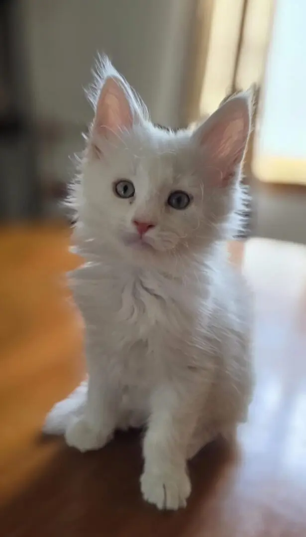 red shaded maine coon kitten