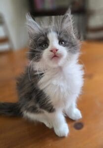 blue and white maine coon kitten