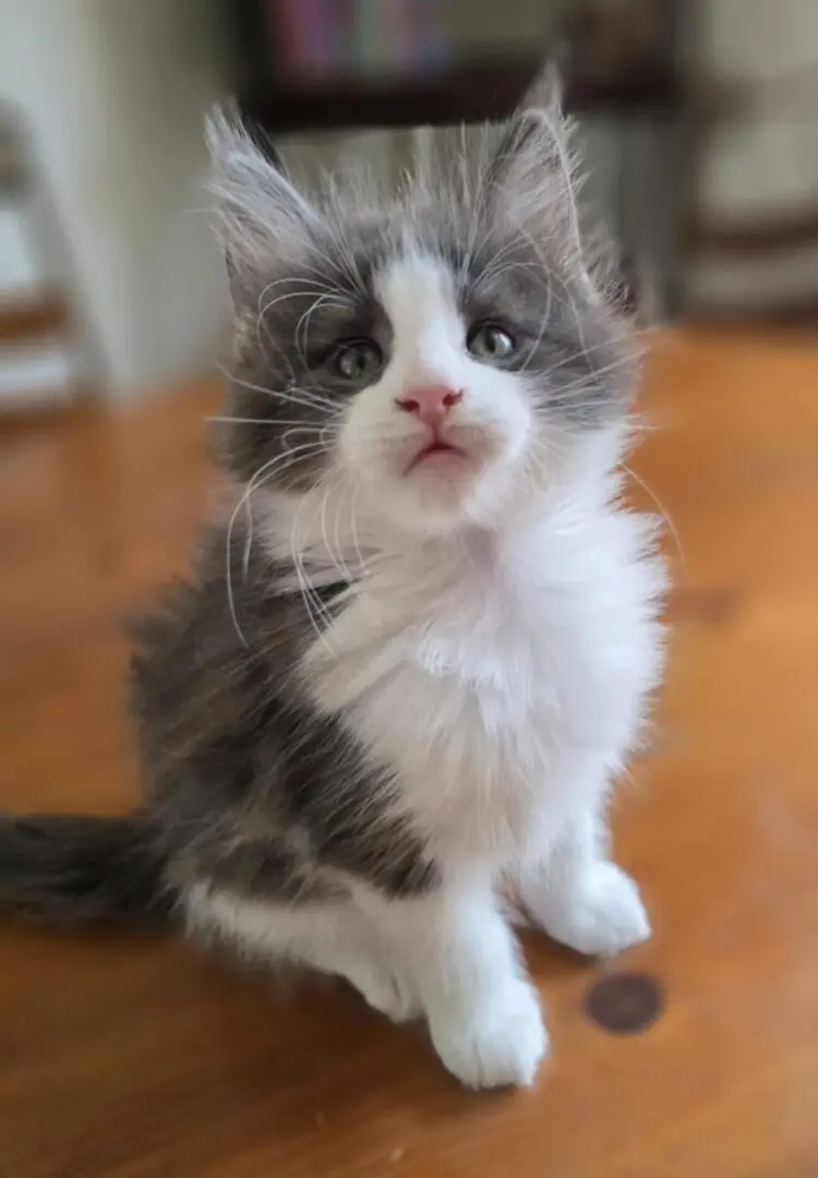 blue and white maine coon kitten