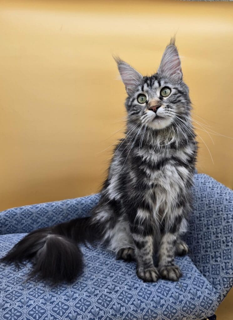 Sariah Rose, a blue tabby Maine Coon queen, sitting alertly on a patterned blue chair.