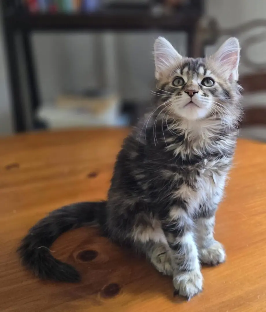 Brown tabby boy maine coon kitten